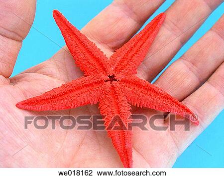 beach, coastline, coast, Close-up, animal View Large Photo Image Stock Image - beach, coastline, coast, Close-up, animal. Fotosearch