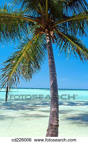 Beach. Las Galeras. Dominican Republic. West Indies. Caribbean View Large Photo Image Stock Photograph - Beach. Las Galeras. Dominican Republic. West Indies. Caribbean. Fotosearch