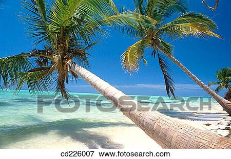 Stock Photo - Beach. Punta Cana. Dominican Republic. West Indies. Caribbean. Fotosearch