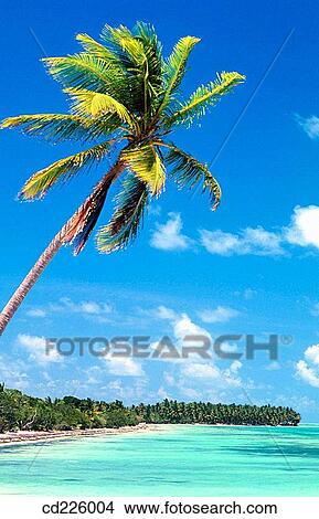 Picture - Beach. Punta Cana (eastern tip of the island). Dominican Republic. West Indies. Caribbean. Fotosearch