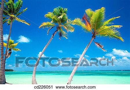 Beach. Punta Cana (eastern tip of the island). Dominican Republic. West Indies. Caribbean View Large Photo Image Stock Image - Beach. Punta Cana (eastern tip of the island). Dominican Republic. West Indies. Caribbean. Fotosearch