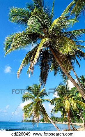 Beach. St. Peter Parish. Barbados. West Indies. Caribbean View Large Photo Image Stock Photo - Beach. St. Peter Parish. Barbados. West Indies. Caribbean. Fotosearch