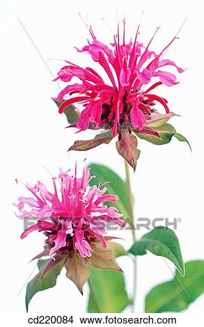 Bee Balm (Monarda didyma) View Large Photo Image Picture - Bee Balm (Monarda didyma). Fotosearch