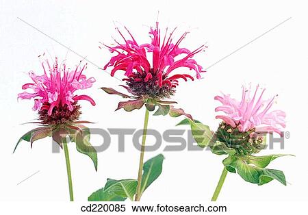 Bee Balm (Monarda didyma) View Large Photo Image Stock Photography - Bee Balm (Monarda didyma). Fotosearch