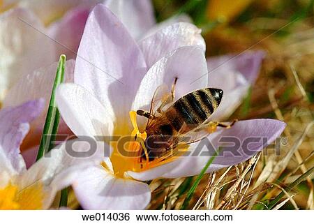 Bee on Crocus (Crocus sp. ). Bavaria, Germany View Large Photo Image Stock Photograph - Bee on Crocus (Crocus sp. ). Bavaria, Germany. Fotosearch