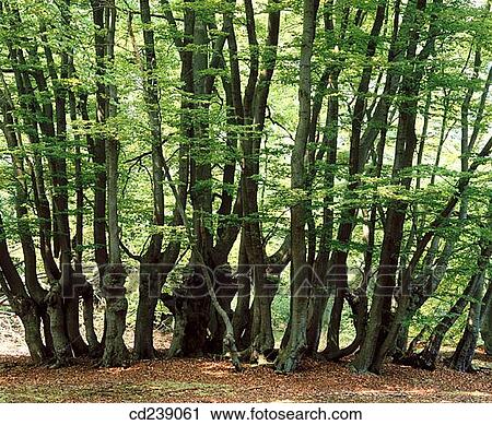 Beech (Fagus sylvatica) pollards. Epping Forest. Essex. England View Large Photo Image Stock Image - Beech (Fagus sylvatica) pollards. Epping Forest. Essex. England. Fotosearch