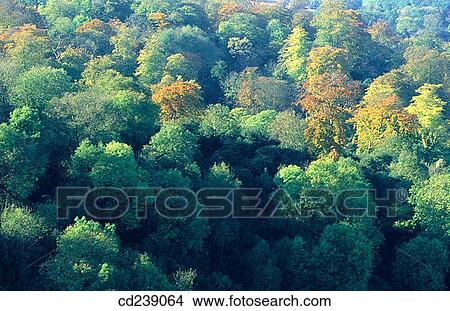 Beech woods at autumn on the Chilterns. Wendover. Buckinghamshire. England View Large Photo Image Picture - Beech woods at autumn on the Chilterns. Wendover. Buckinghamshire. England. Fotosearch