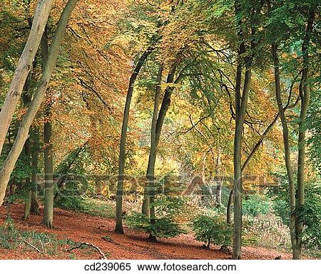 Stock Photography - Beech woods in autumn. Chilterns. Cadsden. Buckinghamshire. England. Fotosearch