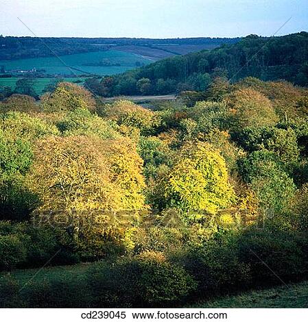 Beeches (Fagus sylvatica) in autumn. Ashridge. Hertfordshire. England View Large Photo Image Stock Photography - Beeches (Fagus sylvatica) in autumn. Ashridge. Hertfordshire. England. Fotosearch