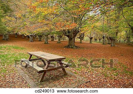 Beechwood, Gorbea Natural Park.? lava-Biscay, Euskadi, Spain View Large Photo Image Stock Image - Beechwood, Gorbea Natural Park.? lava-Biscay, Euskadi, Spain. Fotosearch