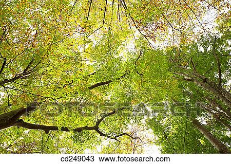 Beechwood, Gorbea Natural Park.? lava-Biscay, Euskadi, Spain View Large Photo Image Stock Image - Beechwood, Gorbea Natural Park.? lava-Biscay, Euskadi, Spain. Fotosearch