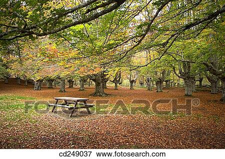 Beechwood, Gorbea Natural Park.? lava-Biscay, Euskadi, Spain View Large Photo Image Stock Photo - Beechwood, Gorbea Natural Park.? lava-Biscay, Euskadi, Spain. Fotosearch