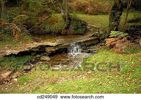 Beechwood, Gorbea Natural Park.? lava-Biscay, Euskadi, Spain View Large Photo Image Stock Photo - Beechwood, Gorbea Natural Park.? lava-Biscay, Euskadi, Spain. Fotosearch