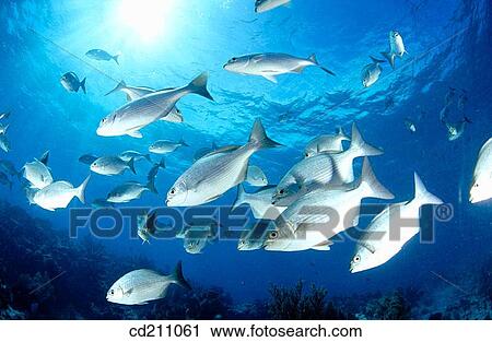 Bermuda Sea Chub (Kyphosus sectatrix). Florida. USA View Large Photo Image Stock Image - Bermuda Sea Chub (Kyphosus sectatrix). Florida. USA. Fotosearch
