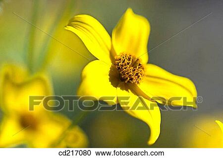 Bidens ferulifolia, botany, Bur Marigold, Close-up, day View Large Photo Image Stock Image - Bidens ferulifolia, botany, Bur Marigold, Close-up, day. Fotosearch