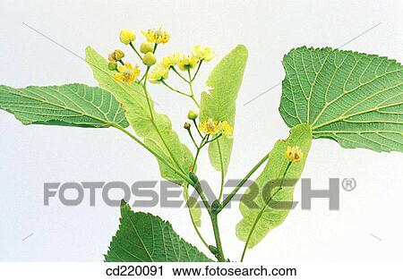 Big-leaf Linden (Tilia platiphyllos) View Large Photo Image Stock Image - Big-leaf Linden (Tilia platiphyllos). Fotosearch