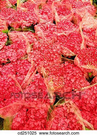 Bigleaf Hydrangea (Hydrangea macrophylla) View Large Photo Image Stock Photography - Bigleaf Hydrangea (Hydrangea macrophylla). Fotosearch