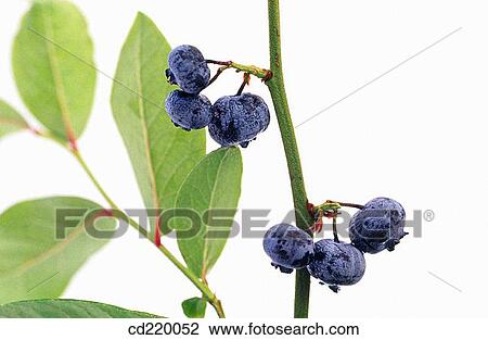 Bilberry (Vaccinium myrtillus) View Large Photo Image Stock Image - Bilberry (Vaccinium myrtillus). Fotosearch