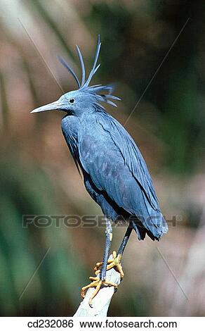 Black Heron (Egretta ardesiaca) View Large Photo Image Stock Photograph - Black Heron (Egretta ardesiaca). Fotosearch