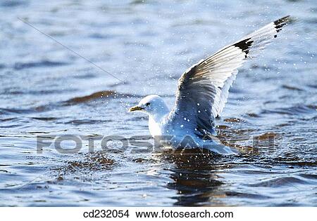 Picture - Black-legged Kittiwake (Rissa tridactyla) bathing. Fotosearch