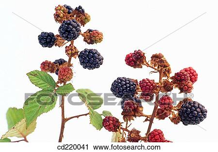 Stock Image - Blackberry (Rubus fruticosus). Fotosearch