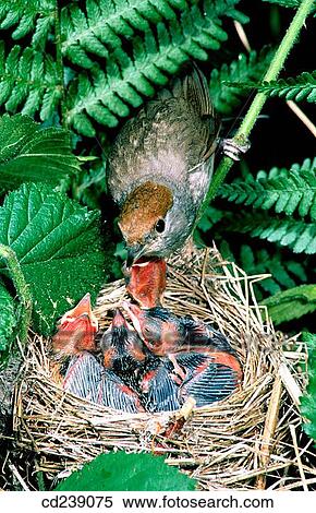 Stock Photography - Blackcap (Sylvia atricapilla) feeding young. Fotosearch