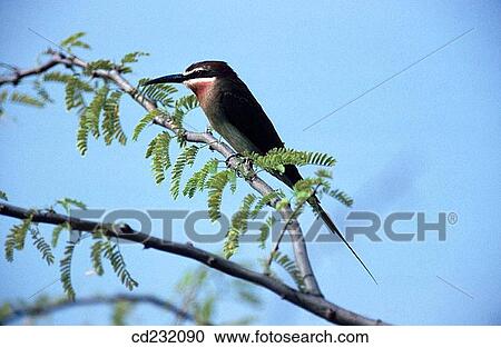 Stock Image - Blue-cheeked Bee-eater (Merops superciliosus). Fotosearch