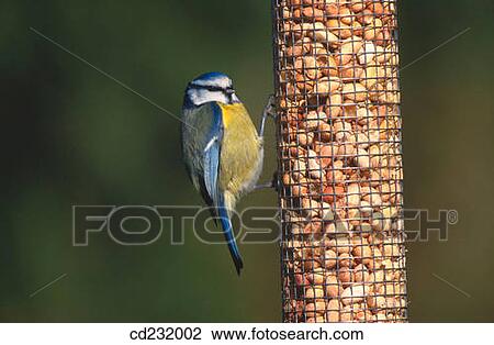 Blue Tit (Parus caeruleus) on peanut feeder View Large Photo Image Stock Image - Blue Tit (Parus caeruleus) on peanut feeder. Fotosearch