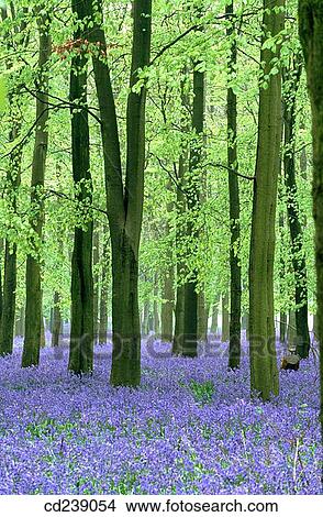 Bluebells (Hyacinthoides non-scripta) under snow. Ashridge. Hertfordshire. England View Large Photo Image Picture - Bluebells (Hyacinthoides non-scripta) under snow. Ashridge. Hertfordshire. England. Fotosearch