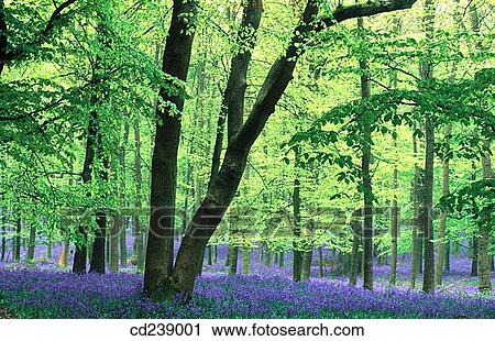 Stock Image - Bluebells (Hyacinthoides non-scripta) under snow. Ashridge. Hertfordshire. England. Fotosearch