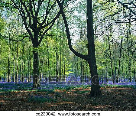 Bluebells (Hyacinthoides non-scripta). Ashridge Woods. Hertfordshire. England View Large Photo Image Stock Image - Bluebells (Hyacinthoides non-scripta). Ashridge Woods. Hertfordshire. England. Fotosearch