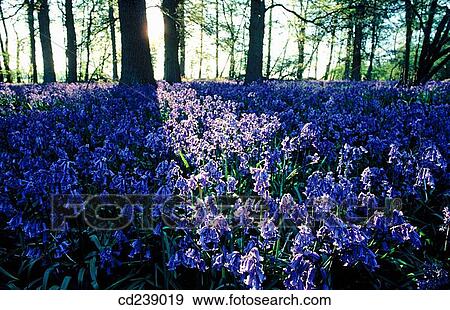 Stock Photo - Bluebells (Hyacinthoides non-scripta). Fotosearch