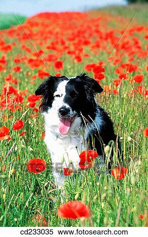 Border Collie, dog, day, country, animal View Large Photo Image Stock Photography - Border Collie, dog, day, country, animal. Fotosearch