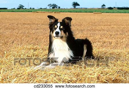 Border Collie, dog, day, country, animal View Large Photo Image Stock Photography - Border Collie, dog, day, country, animal. Fotosearch