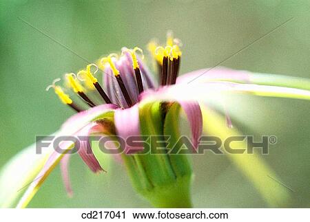 botany, delicate, day, Close-up, angiosperm View Large Photo Image Stock Image - botany, delicate, day, Close-up, angiosperm. Fotosearch