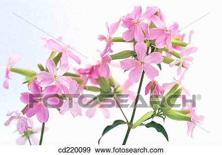 Bouncing Bet (Saponaria officinalis) View Large Photo Image Stock Photo - Bouncing Bet (Saponaria officinalis). Fotosearch