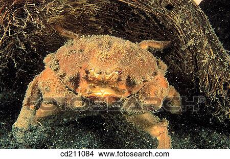 Box crab (Calappa sp. ). Indonesia View Large Photo Image Picture - Box crab (Calappa sp. ). Indonesia. Fotosearch