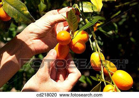 branch, Close-up, contemporary, crop, day View Large Photo Image Stock Image - branch, Close-up, contemporary, crop, day. Fotosearch