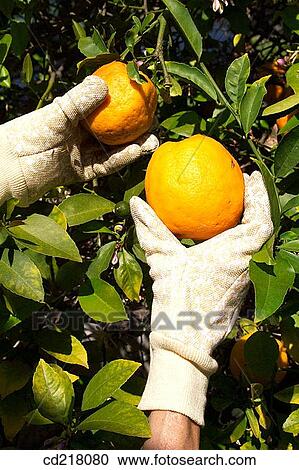 branch, Close-up, contemporary, crop, day View Large Photo Image Stock Image - branch, Close-up, contemporary, crop, day. Fotosearch