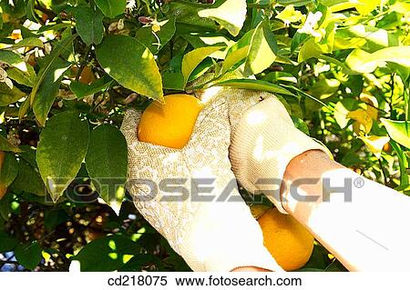 Stock Photography - branch, Close-up, contemporary, crop, day. Fotosearch