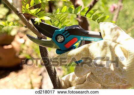 branch, Close-up, contemporary, cut View Large Photo Image Stock Photo - branch, Close-up, contemporary, cut. Fotosearch