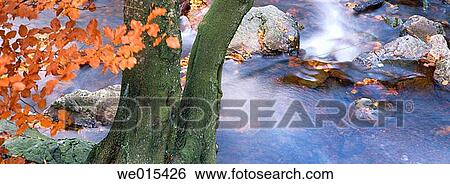 Brook through beech forest (Fagus sylvatica). Hilltal. Ardennes. Belgium View Large Photo Image Stock Photograph - Brook through beech forest (Fagus sylvatica). Hilltal. Ardennes. Belgium. Fotosearch