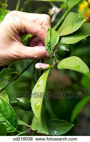 Stock Photo - bud, Close-up, contemporary, day. Fotosearch
