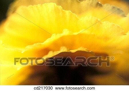 Buttercup (Ranunculus sp. ) View Large Photo Image Stock Image - Buttercup (Ranunculus sp. ). Fotosearch