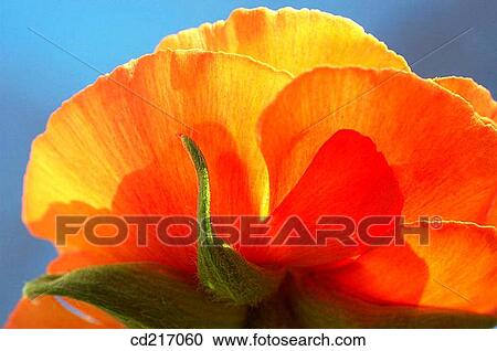 Buttercup (Ranunculus sp. ) View Large Photo Image Stock Image - Buttercup (Ranunculus sp. ). Fotosearch
