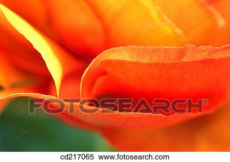 Buttercup (Ranunculus sp. ) View Large Photo Image Stock Photography - Buttercup (Ranunculus sp. ). Fotosearch