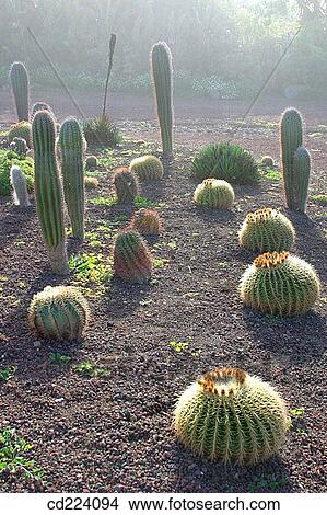 Cactus. Tenerife. Canary Islands. Spain View Large Photo Image Picture - Cactus. Tenerife. Canary Islands. Spain. Fotosearch