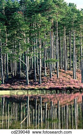 Caledonian Pines. Loch Gamhna Speyside. Scotland View Large Photo Image Stock Photo - Caledonian Pines. Loch Gamhna Speyside. Scotland. Fotosearch