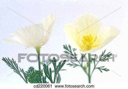 California Poppies (Eschscholzia californica) View Large Photo Image Stock Image - California Poppies (Eschscholzia californica). Fotosearch