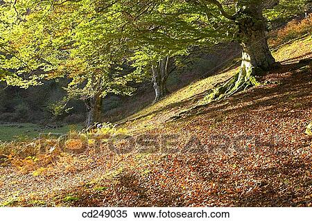 calm, Fallen leaves, day, country, autumn View Large Photo Image Stock Photography - calm, Fallen leaves, day, country, autumn. Fotosearch